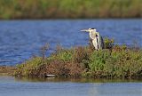 Gray Heron